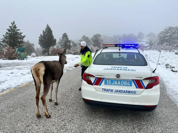 burdurda-kizil-geyikten-gorev-basindaki-jandarma-ekibine-surpriz-1735223092890.jpg
