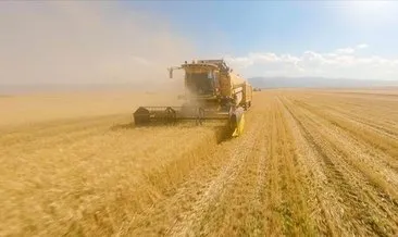 Türkiye’nin buğday üretimi 21,5 milyon tona ulaştı