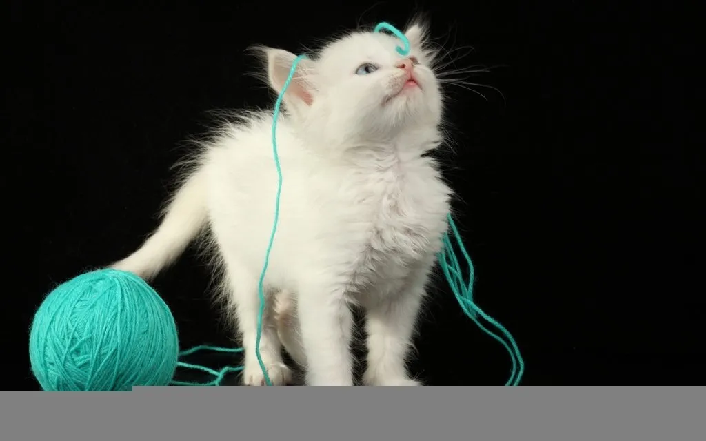 En iyi en güzel kedi fotoğrafları Son Dakika Haberler