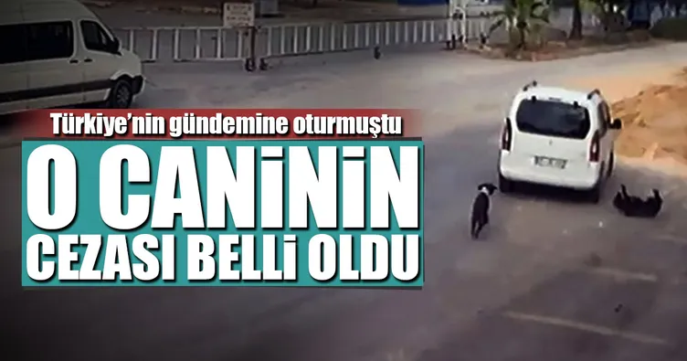 Köpeği ezen sürücüye 1097 lira ceza kesildi