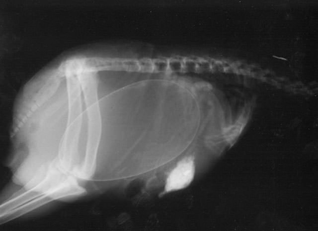 Hamile hayvanların ultrason görüntüleri