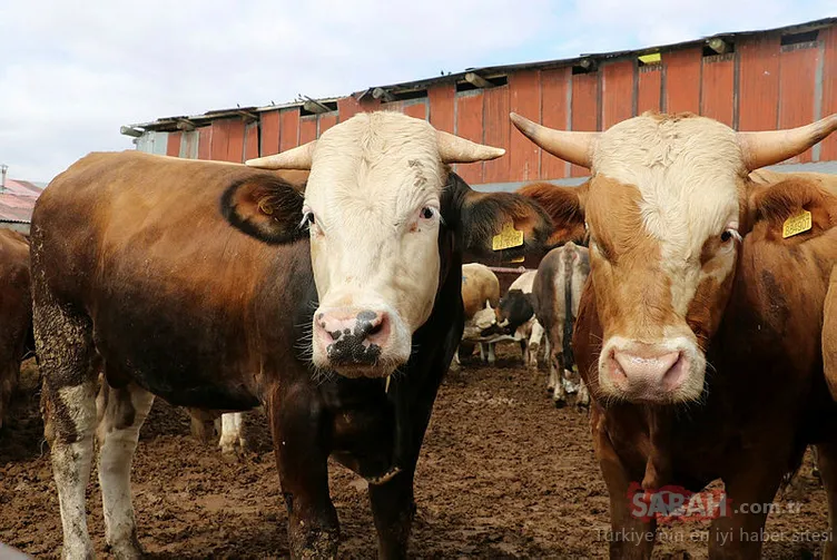 kurbanlık ile ilgili görsel sonucu