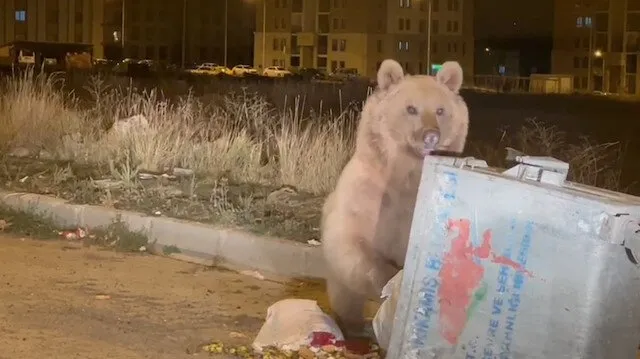O ilçede sokak köpekleri yerine sokak ayıları var! Halk selfie çekip boz ayıları besliyor: Biz birbirimize alıştık