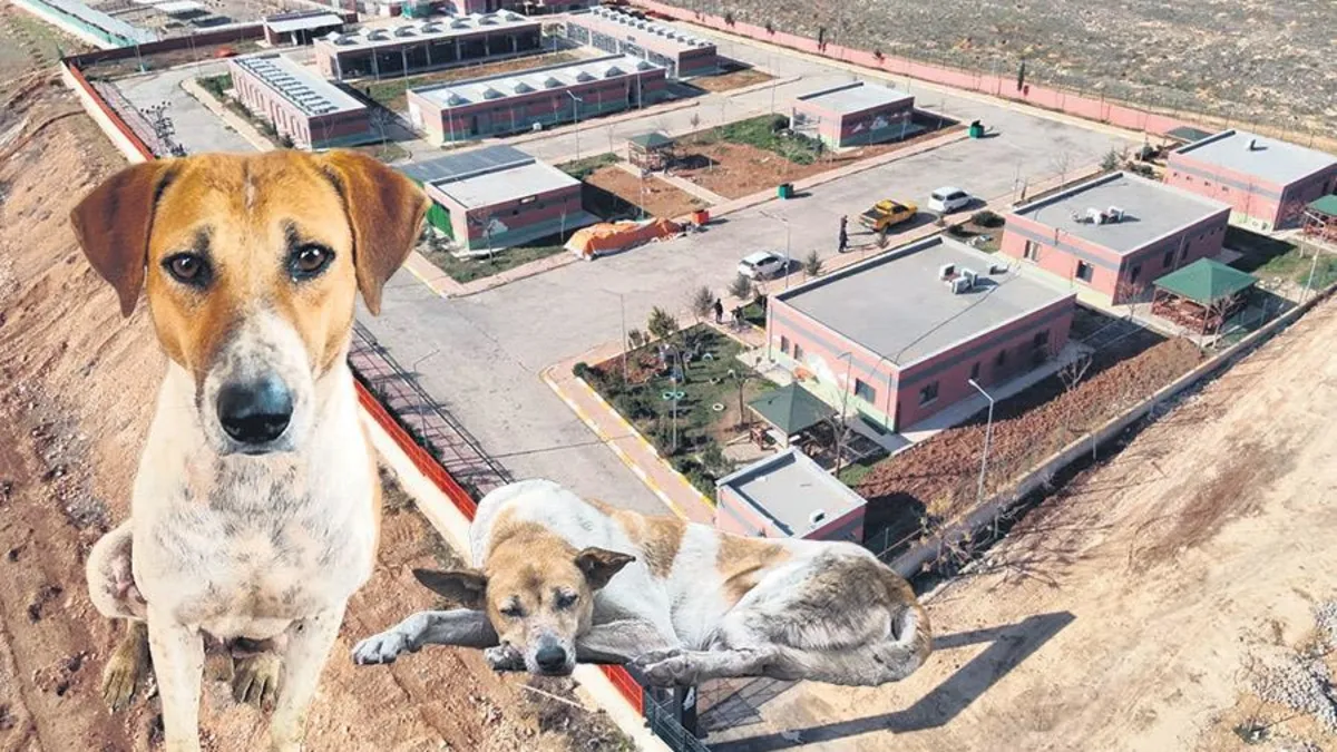 Şanlıurfa sahipsiz köpek sorununu çözdü