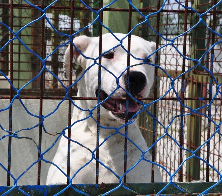 Suçta kullanılan çoğu pitbull 39 köpek rehabilite ediliyor