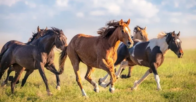 Rüyada Attan Düşmek Ne Anlama Gelir? - Rüya Tabirleri Haberleri