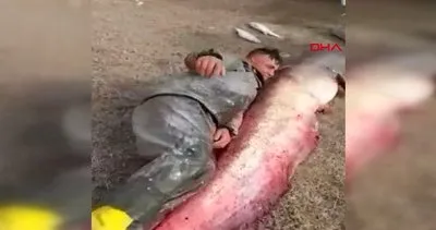 Adana Seyhan Baraj Gölü’nde insan boyundan büyük dev ’yayın balığı’ yakaladılar | Video