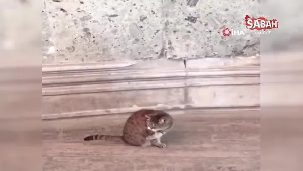 Vali Yerlikaya Ayasofya'nın meşhur kedisiyle ilgilendi | Video