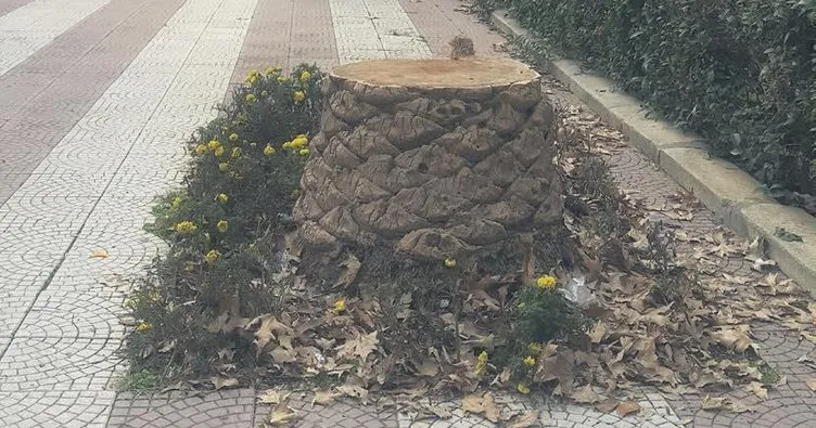 Şimdi de İzmir’de ağaç katliamı