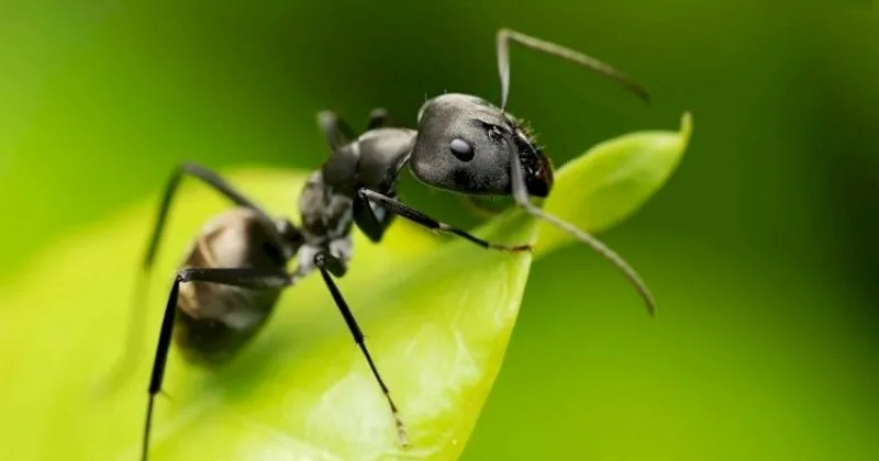 ruyada karinca gormek ne anlama gelir ruyada karinca yemek karinca oldurmek tabiri nasil yorumlanir son dakika haberler