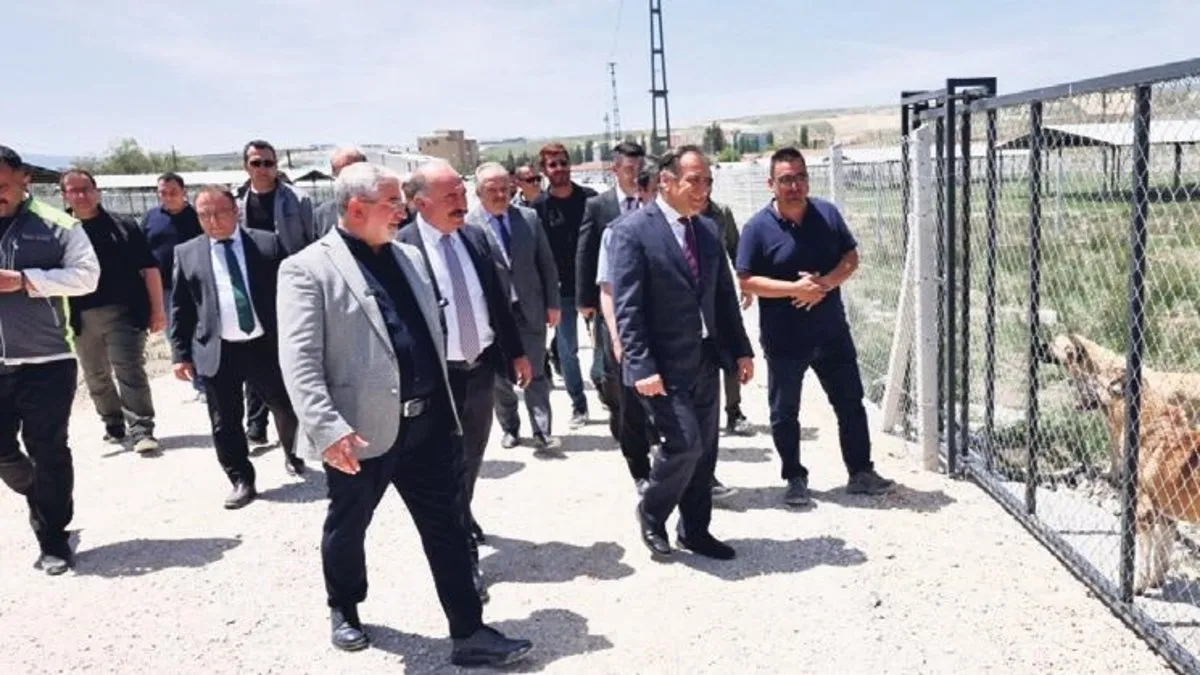 Sokak hayvanlarına doğal yaşam alanı