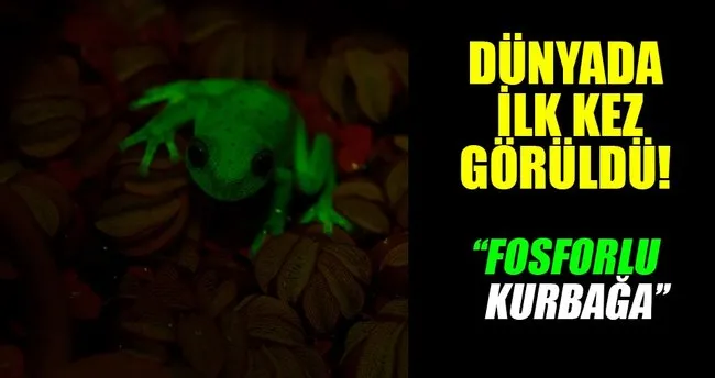 İlk kez fosforlu kurbağa bulundu