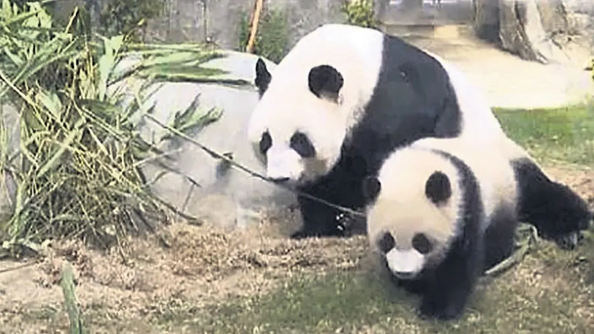 Sevimli pandalar Hong Kong’un maskotu oldu Sevimli pandalar Hong Kong’un maskotu oldu