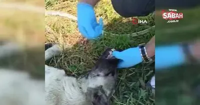 Bursa’da fedakâr polis, susuzluktan fenalaşan köpeğe elleriyle su içirdi | Video