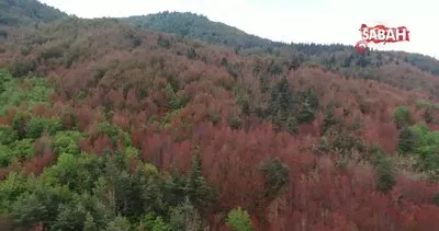 Haziran ayında sonbahar manzarası: Ormanlar kahverengiye büründü | Video