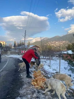 Piton döner karda aç kalan sokak köpeklerinin yanında