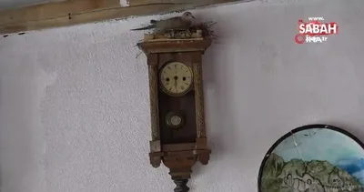 Amasya’da kumru 100 yıllık saate yuva kurup yavruladı