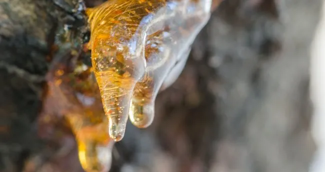 Çam sakızı ağdası nasıl yapılır? Sakız ağdası yapmanın püf noktaları
