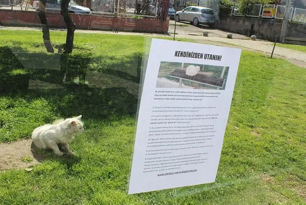 Durakta istenmeyen kedi için yazı astı, paylaşım rekoru kırdı