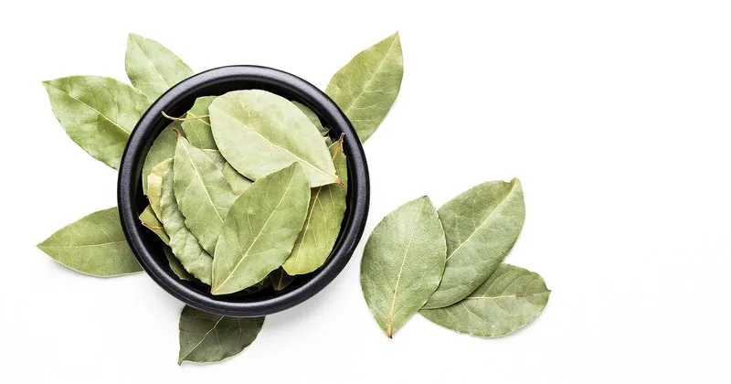 defne yapragi faydalari nelerdir ne ise yarar defne yapragi ne ise yarar ne icin kullanilir iste defne yapragi mucize faydalari saglik haberleri