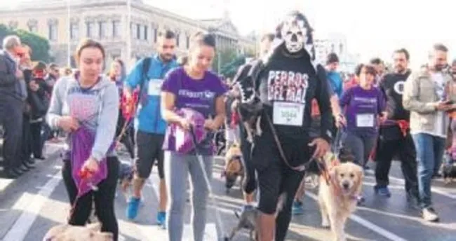 3 bin 500 köpek maraton koştu!