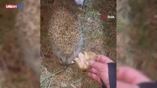 Kirpiyi kızarmış tavukla besledi | Video