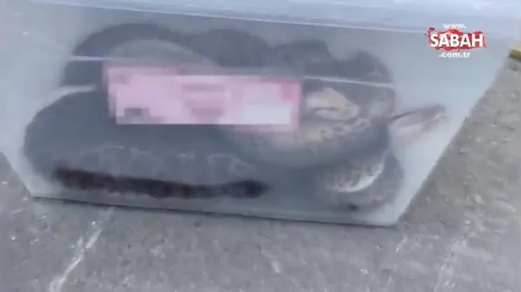 Sosyal medyadan satışa çıkardılar... 6 Piton Yılanı ile suçüstü yakalandılar | Video