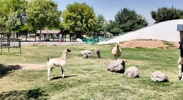 kayseri-hayvanat-bahcesinde-yavru-sevinci-59-yeni-uye-1790751722707.jpg