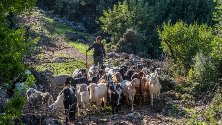 Çobanlara gerek kalmadı: Akıllı tasma sistemiyle hayvancılıkta devrim!