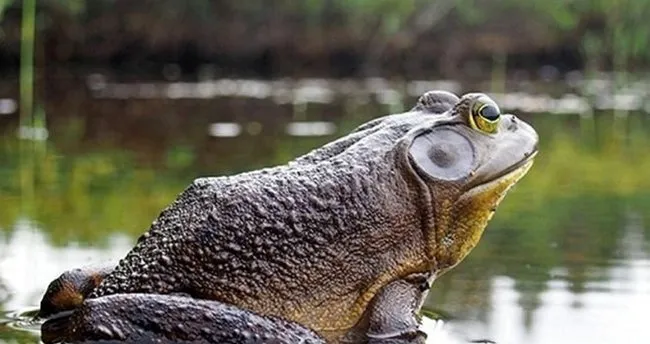 ruyada kurbaga gormek ne anlama gelir ruyada kurbaga gormenin manasi ruya tabirleri son dakika haberler