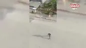 Sahipsiz köpeklerin öğrencilere saldırması kamerada