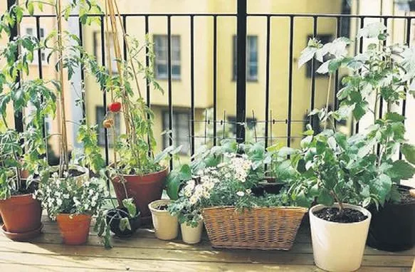 Balkon bahçeleriyle şehre baş kaldırın!