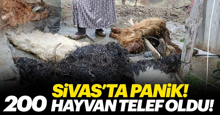 Sivas’ta koyun- keçi vebası paniği