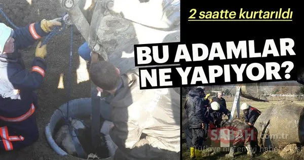 Silivri’de rögara düşen danayı bakın nasıl kurtardılar