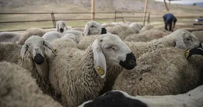 KIRSALDA BEREKET KÜÇÜKBAŞA DESTEK! Kırsalda bereket küçükbaşa destek projesi şartları neler?