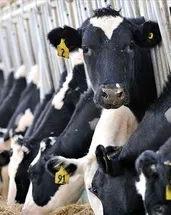 887 bin ton inek sütü toplandı