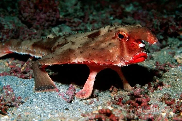 Dünyanın en çirkin hayvanı denizin dibinde yaşıyor