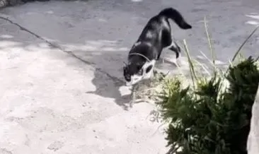 Yavrusu kurtarılana kadar başında bekledi! İşte kalpleri ısıtan o anlar... #osmaniye