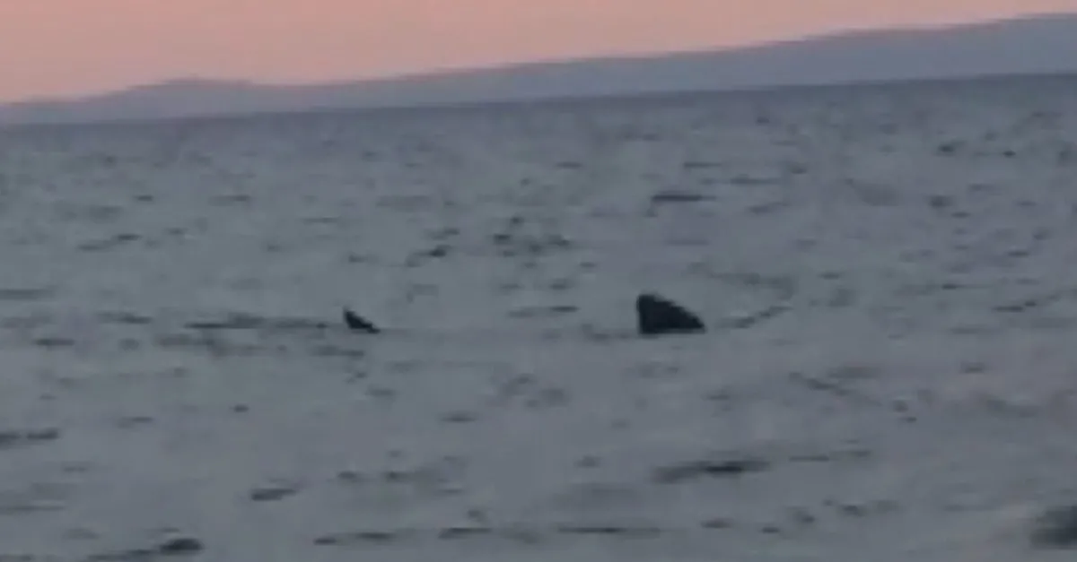 saros korfezi nde 7 metrelik dev kopek baligi panigi video