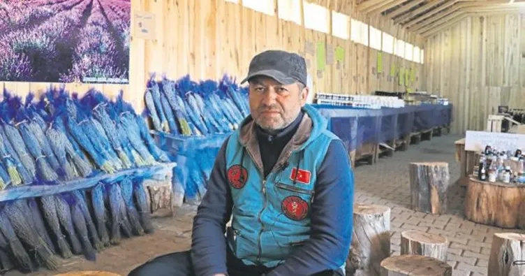 Lavantanın altın çağı