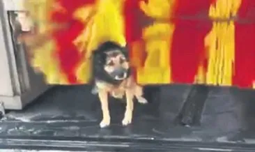 Linda’nın yıkanışı görenleri gülümsetti