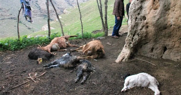 Sürüye dalan kurtlar, 25 keçiyi boğarak telef etti