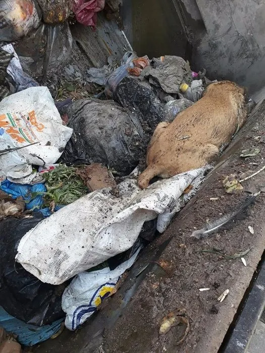 Çuval içinde çöpe atılan köpeği temizlik görevlileri fark etti