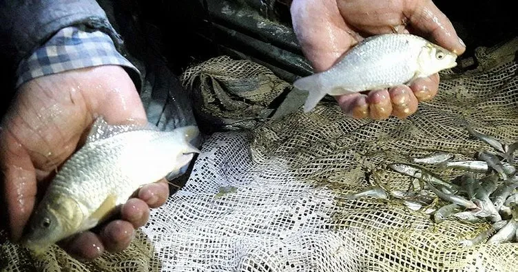 Su birikintilerinde mahsur kalan yavru balıklar kurtarıldı