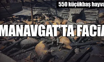 Yangında 550 küçükbaş hayvan...