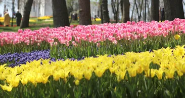 İstanbul’da lale şöleni