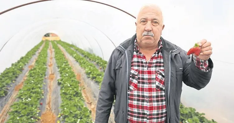 Çilek üreticisinin yüzü güldü