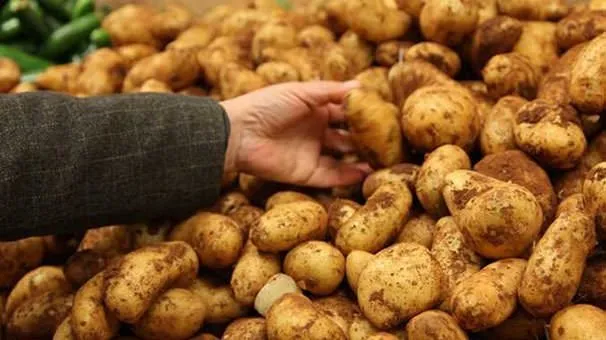 Filizlenmiş patates yenir mi?