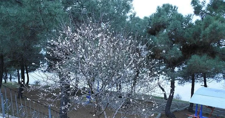 Şeftali ağacı Şubat’ta çiçek açtı
