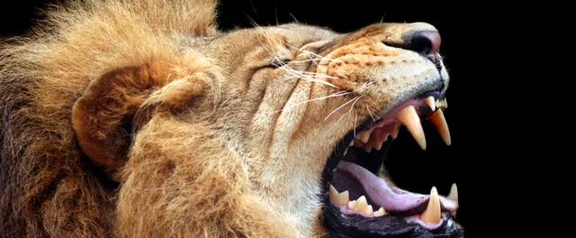 Aslanların gizli dili ortaya çıktı: İkinci kükreme tespit edildi